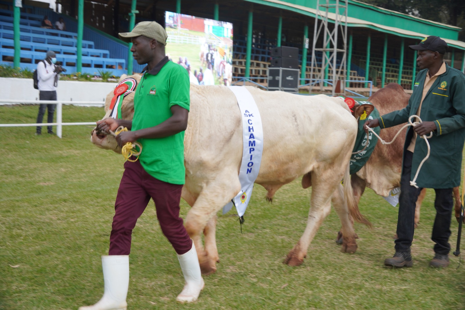 High grade bull champion showcased at the Nairobi Trade Fair