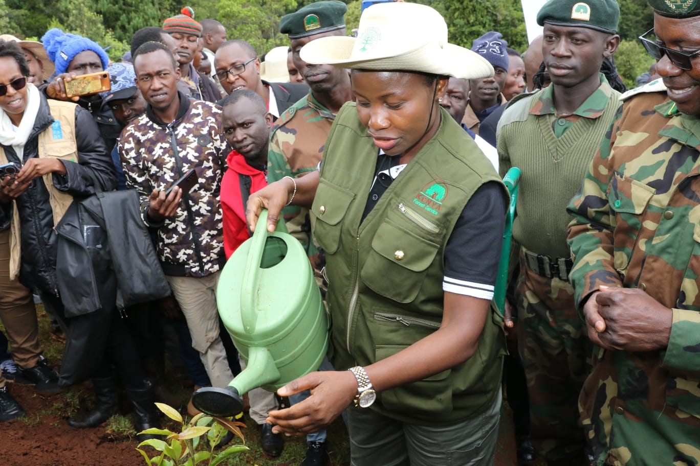 Hon. Susan Mang'eni watering tree during tree planting occassion