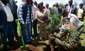 Hon. Mang'eni plants a tree at the Launch of Issuance of Uwezo Fund Cheques at Kapsabet