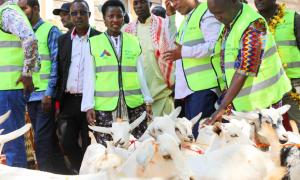 Distribution of goats as part an animal restocking initiative by government to families struggling with droughts