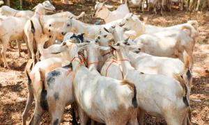 Goats part of the Government Animal Restocking Initiative